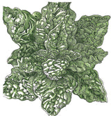 Bloomsdale Spinach