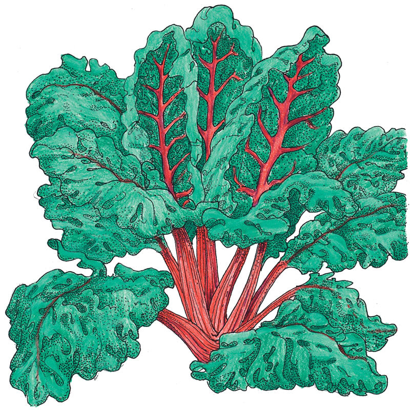 Red Ruby Chard Seeds (Organic)