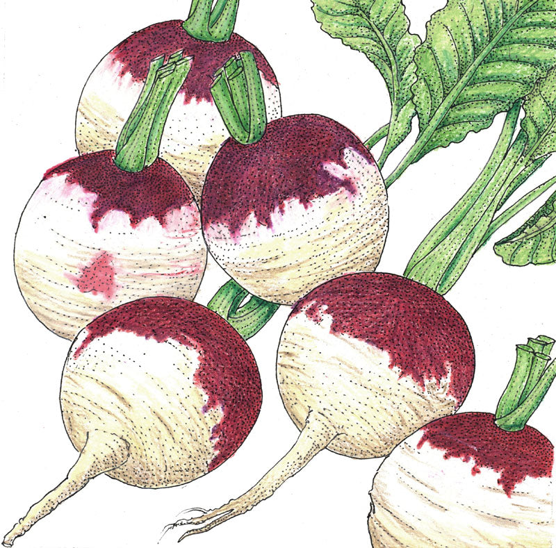 Purple Top White Globe Turnip Seeds (Organic)