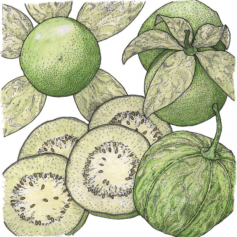 Verde Tomatillo Seeds (Organic)