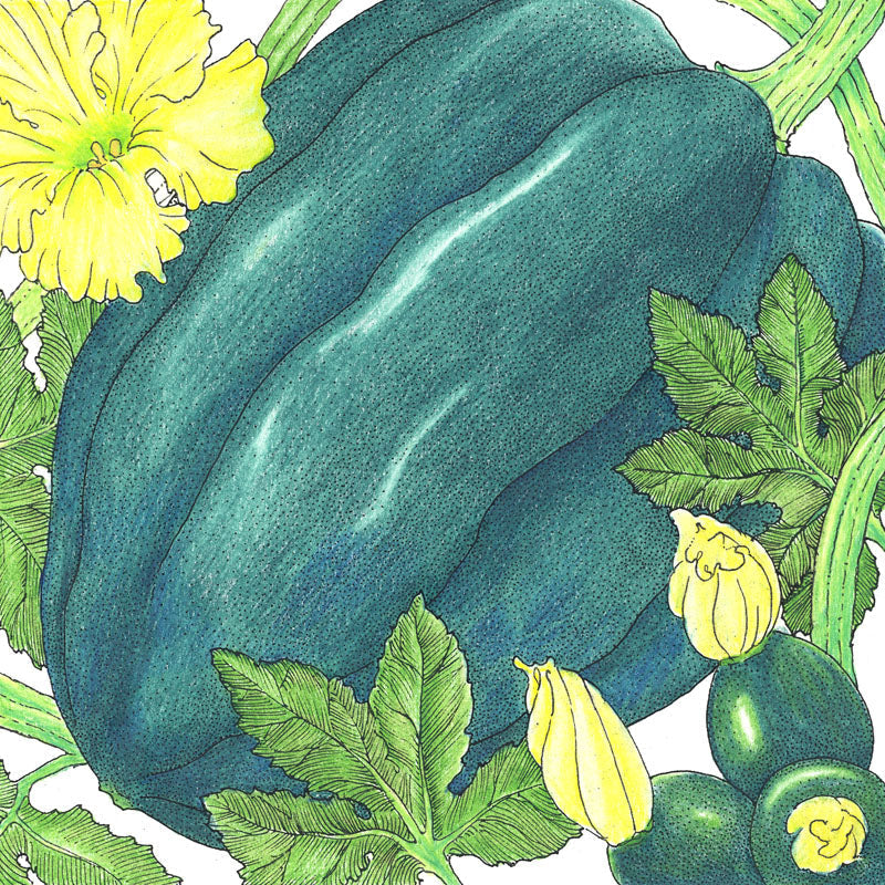 Table Queen Acorn Winter Squash