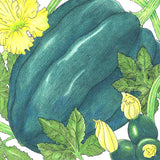 Table Queen Acorn Winter Squash