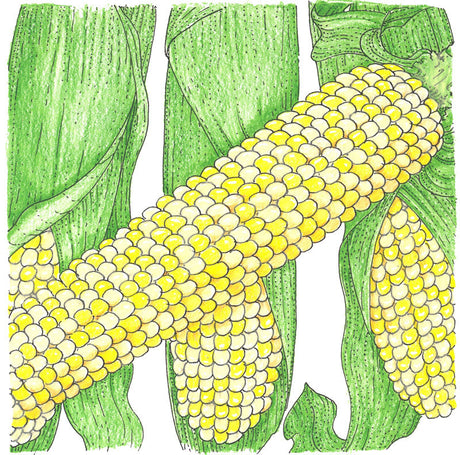 Double Standard Corn Seeds (Organic)