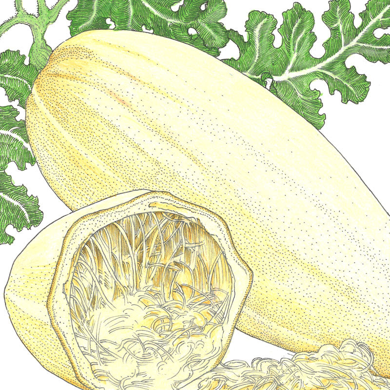 Spaghetti Winter Squash Seeds (Organic)