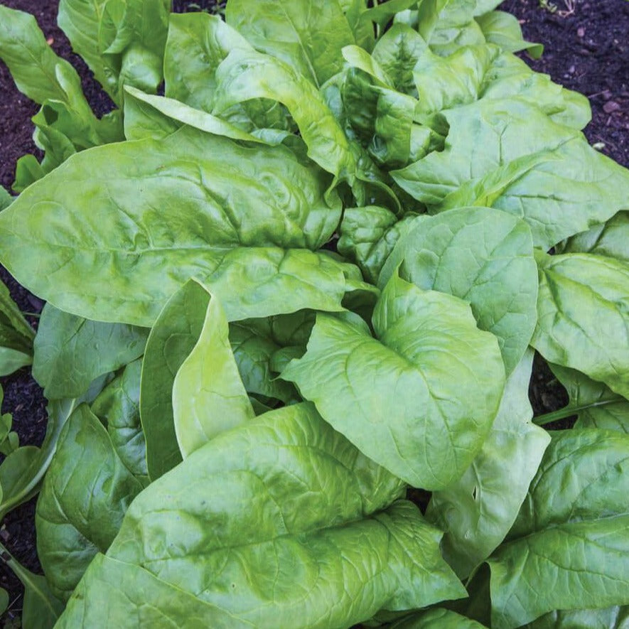 Viroflay Spinach