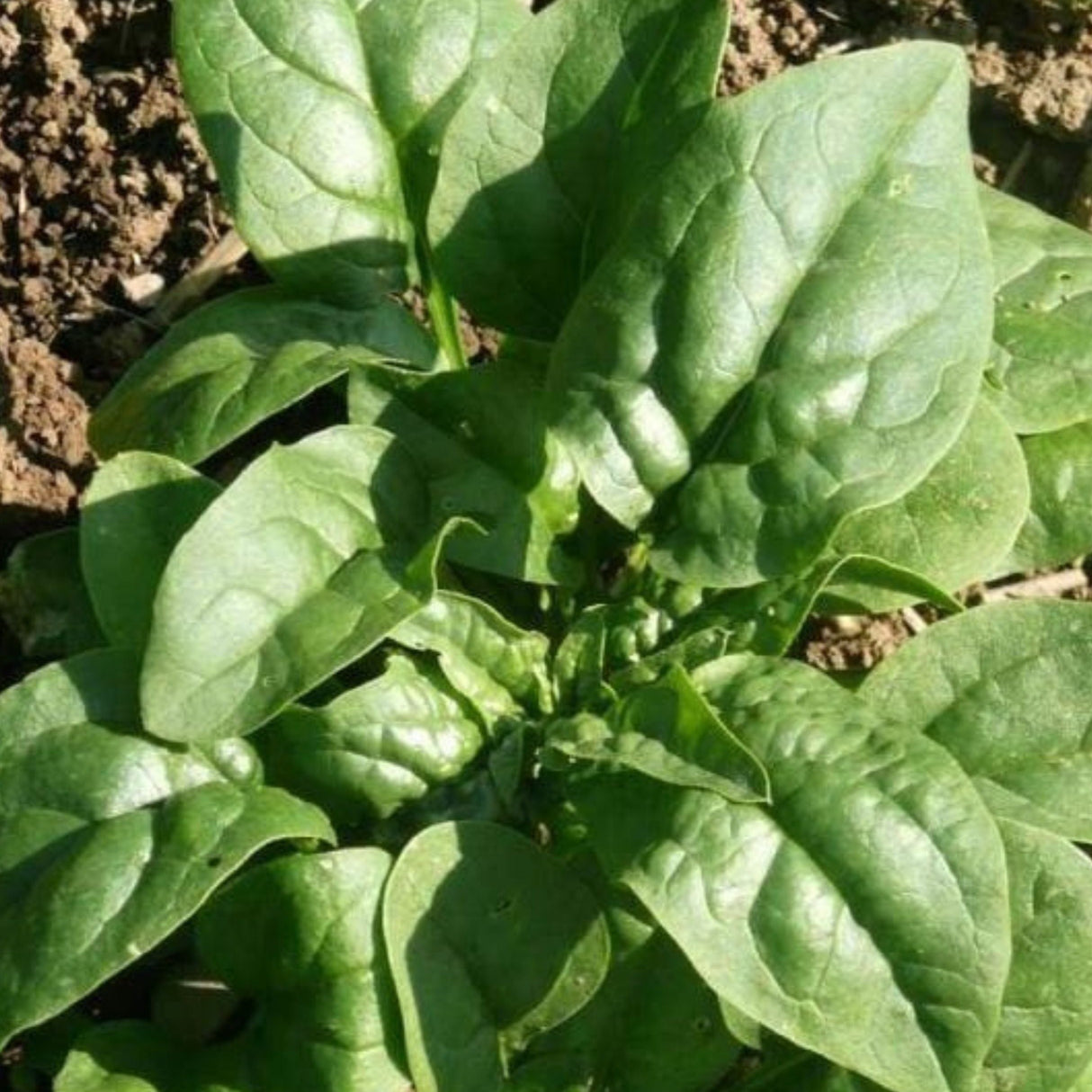 Verdil Spinach