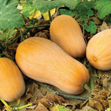 Waltham Butternut Squash