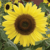 Lemon Queen Sunflower