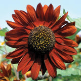 Velvet Queen Sunflower