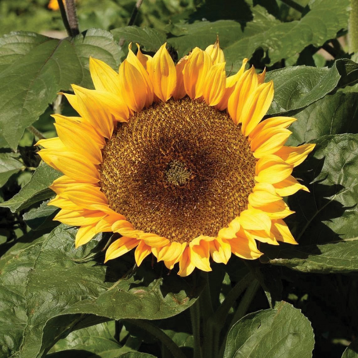 Sunspot Dwarf Sunflower