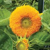 Teddy Bear Sunflower