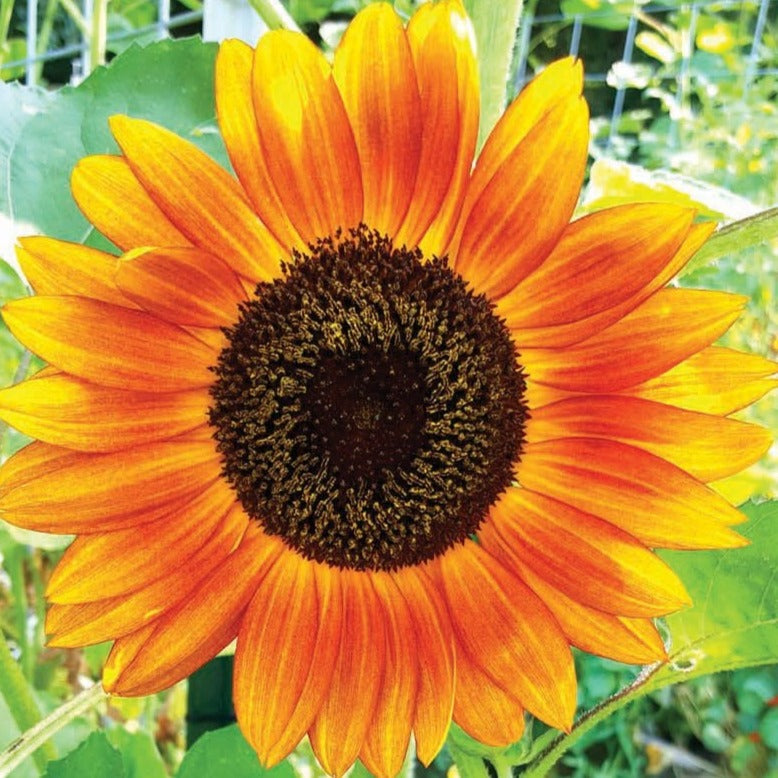 autumn-beauty-sunflower-homestead