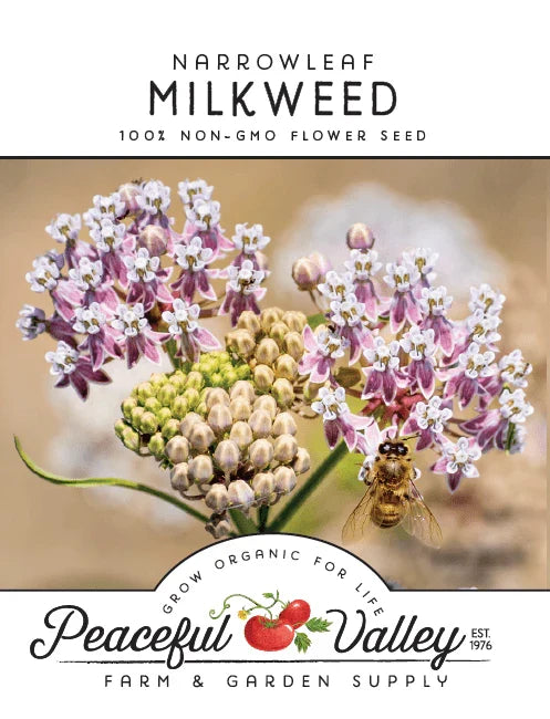 Narrowleaf Milkweed