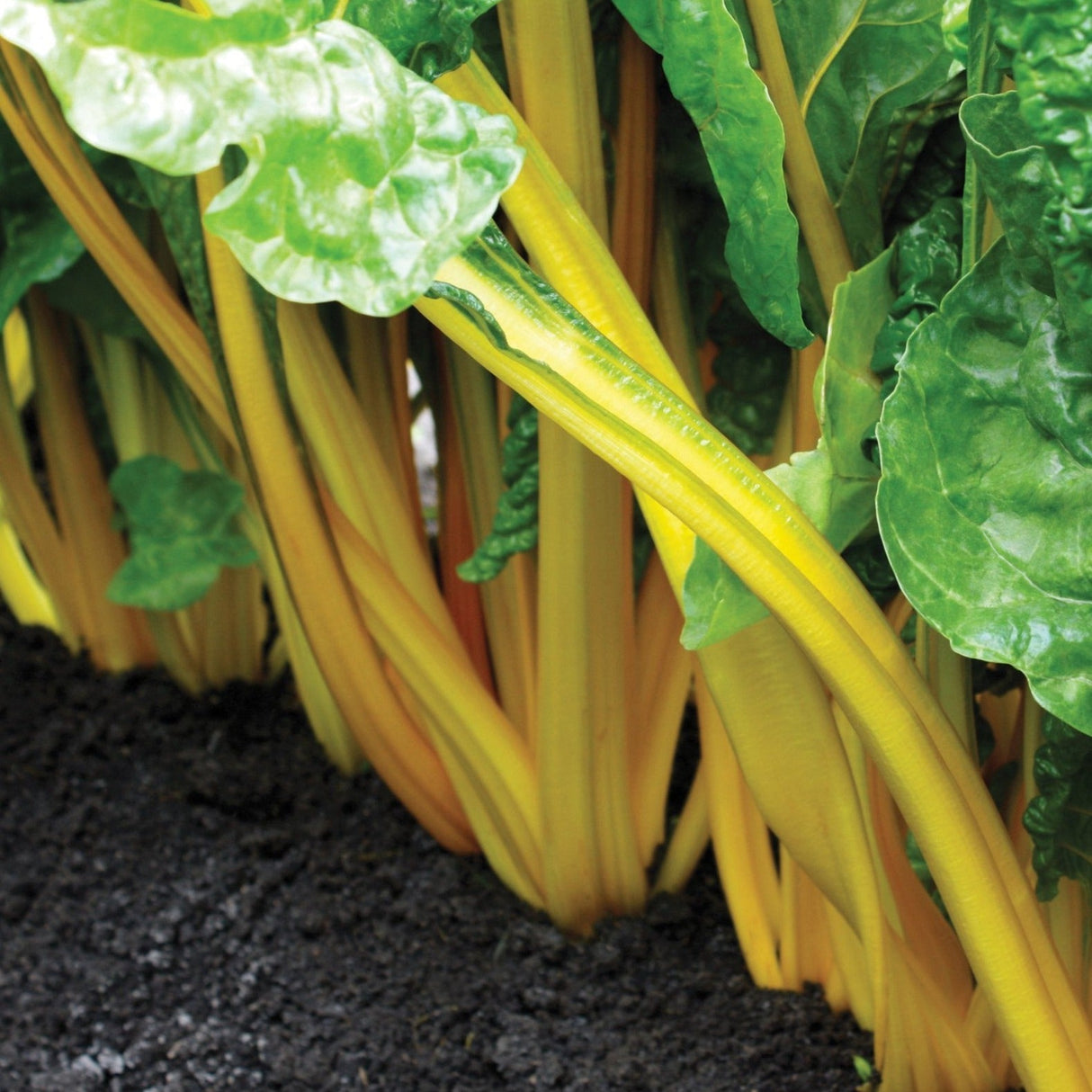 Yellow Swiss Chard