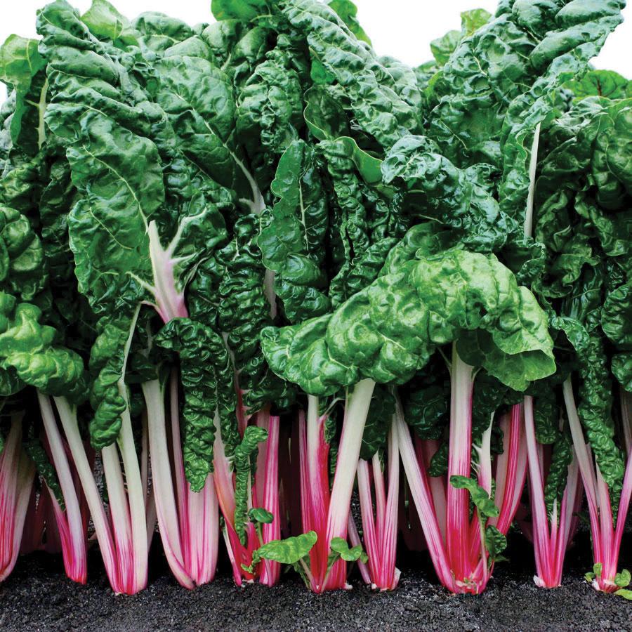 Pink Swiss Chard