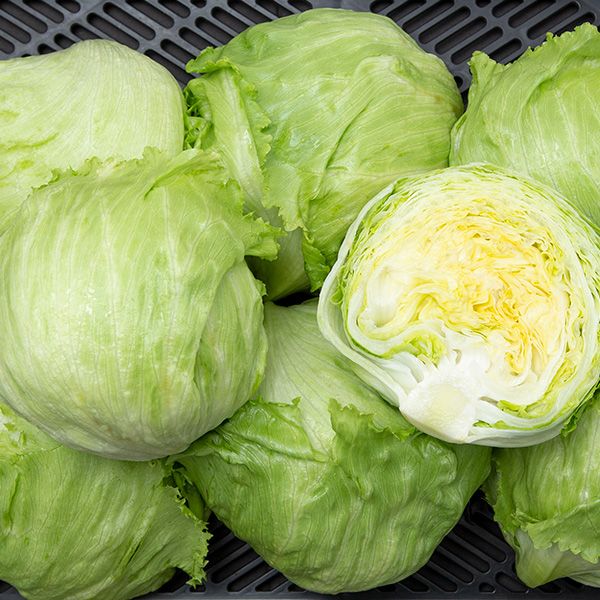 Saladin Lettuce