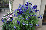 50 Organic KEW BLUE PAINTED TONGUE Salpiglossis Sinuata Velvet Trumpet Flower Seeds