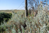 100 SILVER SAGEBRUSH Artemisia Cana Dwarf Sagebrush Silver Wormwood Herb Flower Seeds