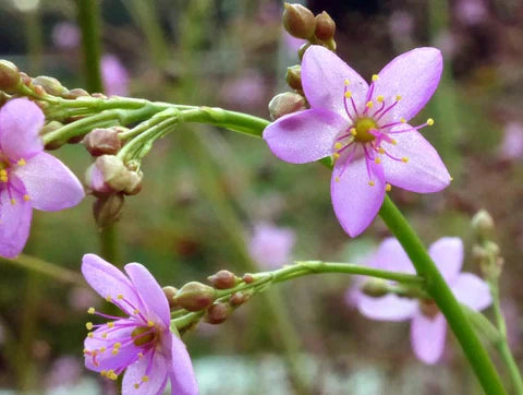 Jewels of Opar (Fame Flower) Green