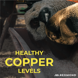 Sheep Mineral