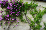 5 PURPLE CLIMBING ROSE Rosa Bush Vine Climber Fragrant Butterfly Flower Seeds