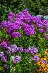 10 Tall PURPLE PHLOX Paniculata Garden Summer Native Hummingbird Flower Seeds