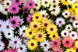 20 MIXED COLORS OSTEOSPERMUM Ecklonis African Cape Daisy Flower Seeds