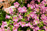 200 Rose Pink CANTERBURY BELLS - CAMPANULA Medium Flower Seeds