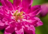 50 Clementine RED DOUBLE COLUMBINE Aquilegia Vulgaris Flower Seeds