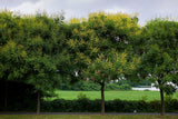 10 DWARF GOLDEN RAIN TREE Koelreuteria Paniculata Nana Yellow Flower Seeds