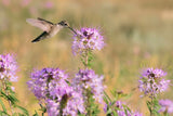 100 Rocky Mountain BEE PLANT Cleome Serrulata Flower Seeds