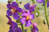 50 VIOLETTA VERBASCUM Phoeniceum Purple Mullein Nectar Flower Seeds