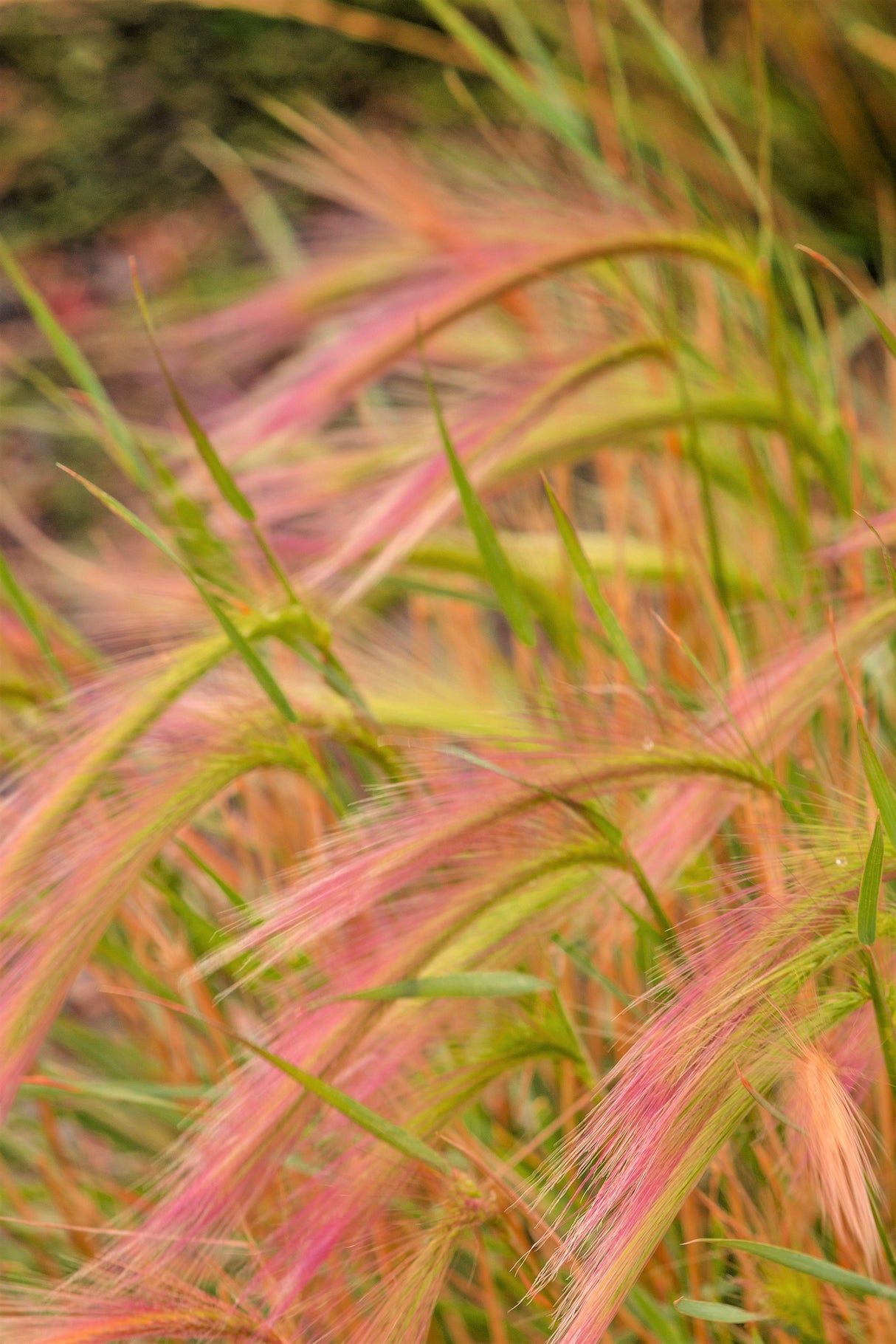 40 SQUIRREL TAIL Barley GRASS (Foxtail Barley) Hordeum Jubatum Ornamental Seeds