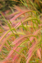 40 SQUIRREL TAIL Barley GRASS (Foxtail Barley) Hordeum Jubatum Ornamental Seeds