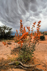 20 Apricot DESERT GLOBEMALLOW Mallow Sphaeralcea Ambigua Flower Seeds