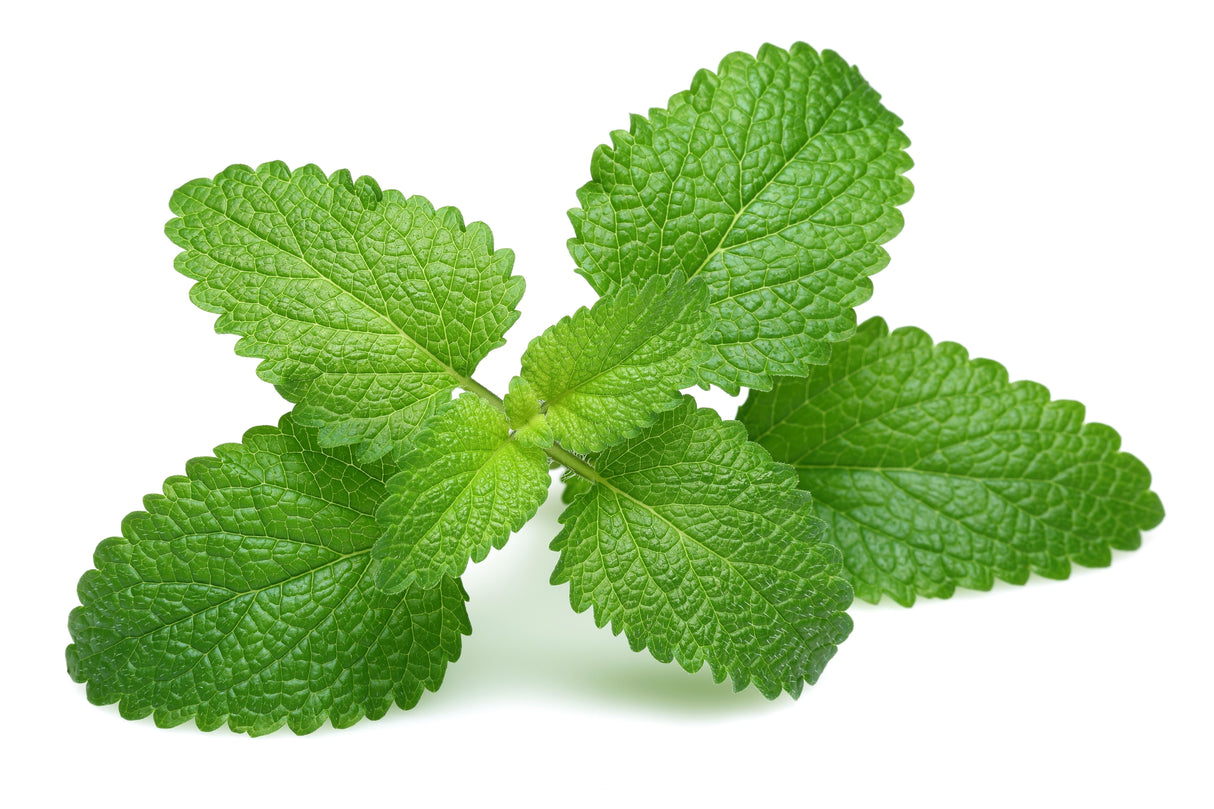 25 Orange MANDARINA BALM Mandarin Lemon Balm Melissa Officinalis Herb Seeds