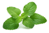 25 Orange MANDARINA BALM Mandarin Lemon Balm Melissa Officinalis Herb Seeds