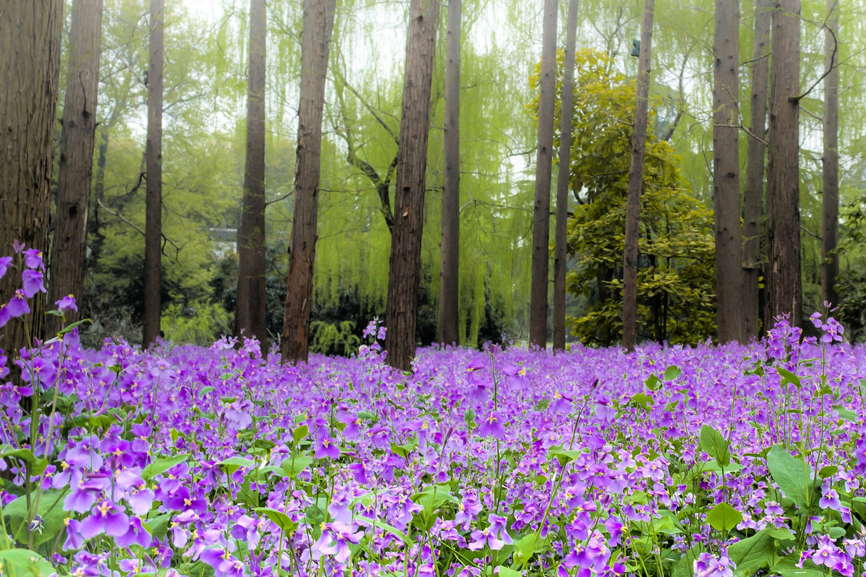 500 Purple FEBRUARY ORCHID Violet Cress Orychophragmus Violaceus 2" Flower Edible Vegetable Seeds