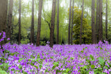 500 Purple FEBRUARY ORCHID Violet Cress Orychophragmus Violaceus 2" Flower Edible Vegetable Seeds