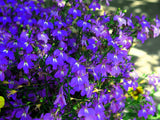200 Lavender & White MRS CLIBRAN LOBELIA Erinus Flower Seeds