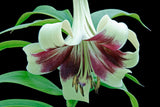 5 NEPAL LILY Green & Maroon Lilium Nepalense Fragrant Flower Seeds