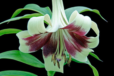 5 NEPAL LILY Green & Maroon Lilium Nepalense Fragrant Flower Seeds