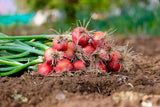 250 RED CREOLE ONION Spicy Cajun Short Day Allium Cepa Vegetable Seeds