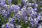 500 Sweet ALYSSUM PASTEL CARPET Mix Lobularia Maritima Flower Seeds