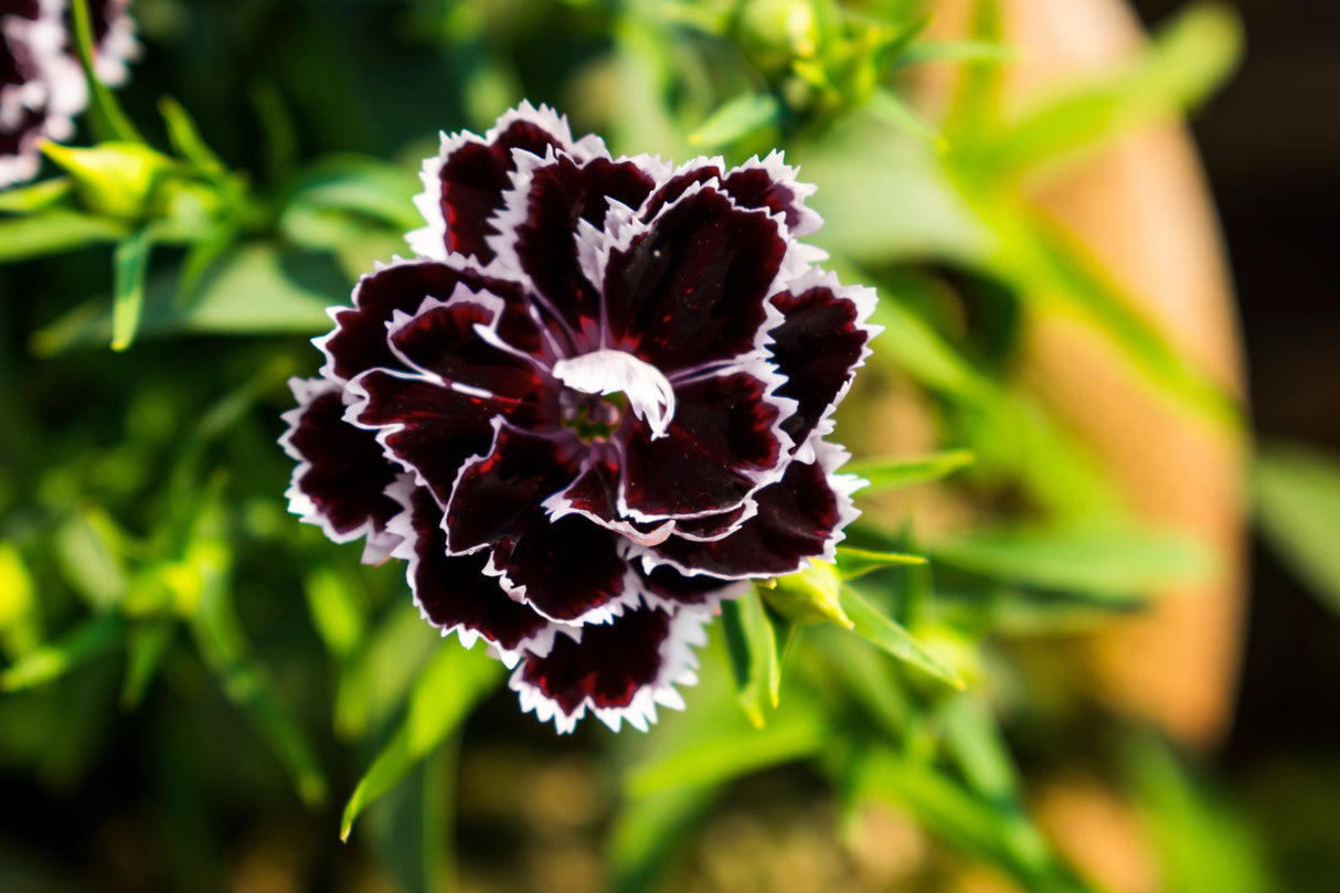 30 Black & White CHIANTI DIANTHUS Chinensis China Pink Flower Seeds