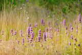 200 PURPLE WOOD MINT Blephilia Ciliata Downy Pagoda Horsemint Herb Flower Seeds