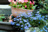200 SKY BLUE LOBELIA Regatta Lobelia Erinus Flower Seeds