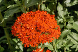 300 MALTESE CROSS Jerusalem Cross Lychnis Chalcedonica Campion Silene Flower Seeds