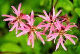 100 RAGGED ROBIN Pink Purplish Lychnis Flos Cuculi Flower Seeds