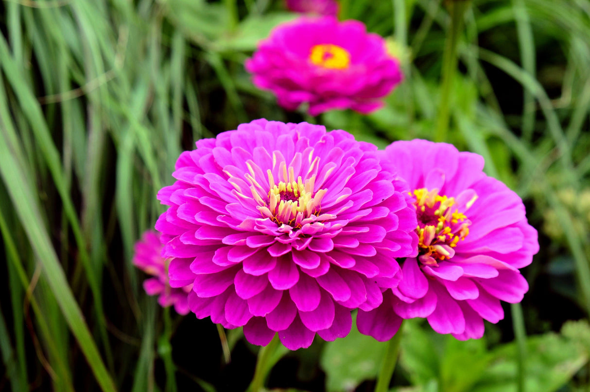 250 PURPLE PRINCE ZINNIA Elegans Flower Seeds